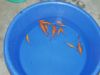 Special deal on entire lot: $135.00 for all 14 gold fish!