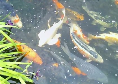 The PLATINUM OGON BUTTERFLY KOI FISH stands out from the rest!